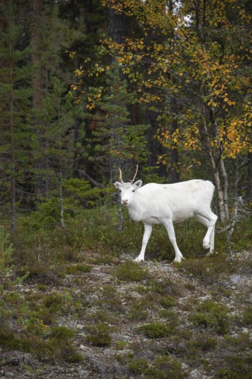 White reindeer on the edge of a forest in Sweden Lapland in autumn