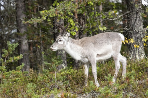 Reindeer on the edge of a forest in Swedish Lapland in autumn
