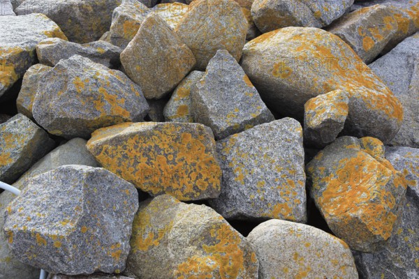 Large rocks with yellow moss and lichens on grey ground, rough surface