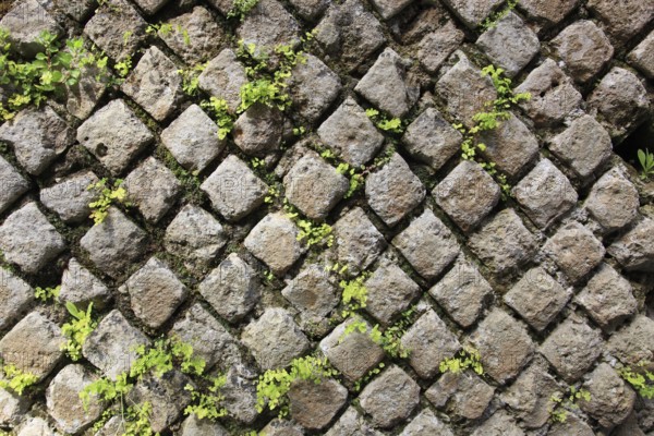 Naturally covered square paving stones with moss growth in the crevices