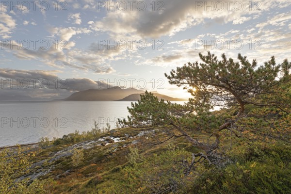 Scots pine with sun stars on the Norwegian fjord. Sunrise at BodÃ¸, Nordland, Norway
