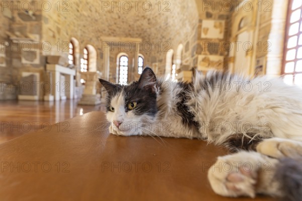 Cat resting in the Refectory Museum of the Hosios Luke Monastery, UNESCO World Heritage Site in Steiri, Greece