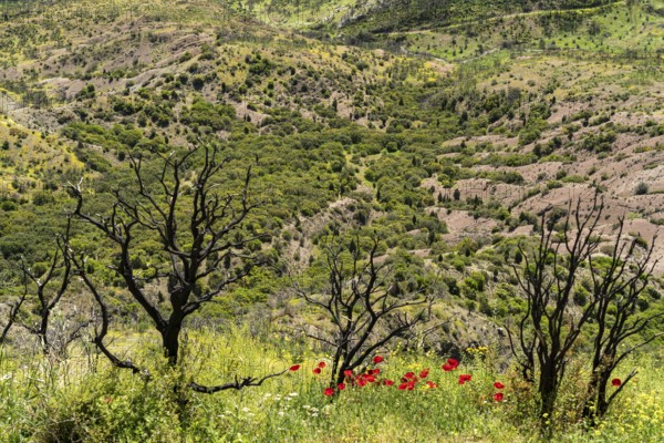Burnt trees after a forest fire and new spring flowers at Hosios Lukas monastery in Steiri, Greece