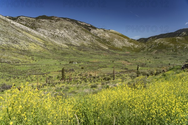 Landscape at Hosios Lukas Monastery in Steiri, Greece