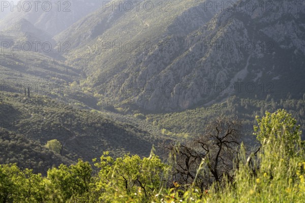 Valley in the countryside near the archaeological site of Delphi, UNESCO World Heritage Site in Delphi, Greece