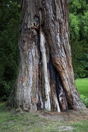 Giant sequoia, Sequoiadendron giganteum, in Putbus Castle Park on the island of RÃ¼gen, Vorpommern-RÃ¼gen district, Mecklenburg-Western Pomerania, Germany