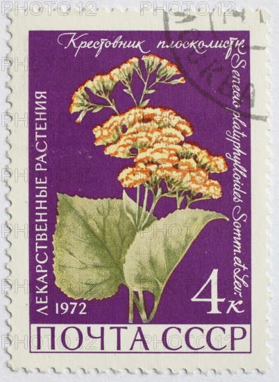 Medicinal plant as stamp motif, Senesio platyphylloides, Russia
