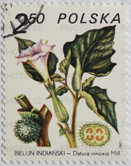 Medicinal plant as stamp motif, Datura innoxia, Datura innoxia, Poland