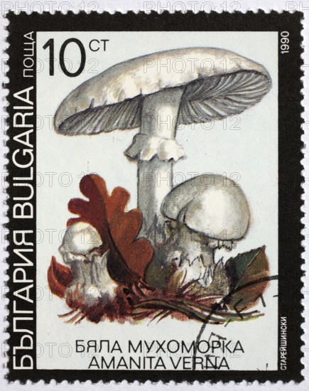 Mushrooms as a stamp motif, Amanita verna, spring bulbous leaf mushroom, Bulgaria