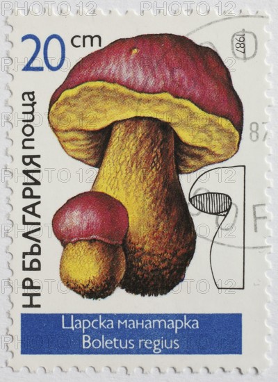 Mushrooms as stamp motif, Boletus regius, real king bolete, Bulgaria