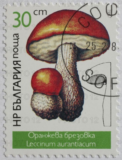 Mushrooms as stamp motif, Leccinum aurantiacum, deciduous redcap, Bulgaria