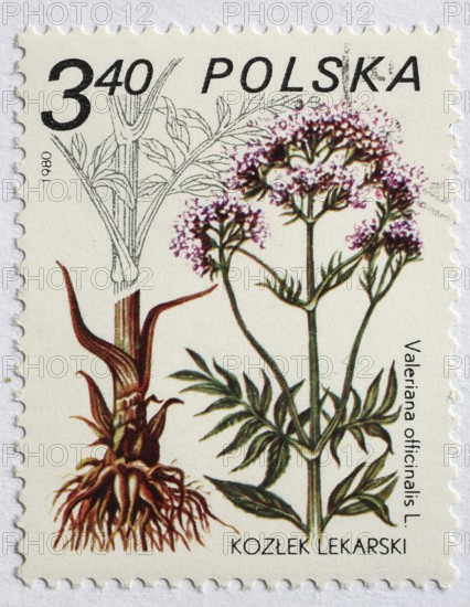 Medicinal plant as stamp motif, Poland, valerian, Valeriana officinalis