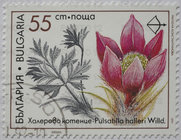 Medicinal plant as stamp motif, Pulsatilla halleri, Hallers cowbell or Hallers kitchen bell, Bulgaria