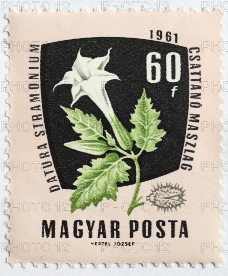 Medicinal plant as stamp motif, Datura stramonium, stingapple, Hungary
