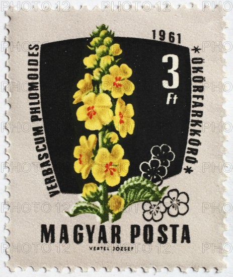 Medicinal plant as stamp motif, Verbascum philomoides, windflower mullein, common mullein or windlight mullein, Hungary