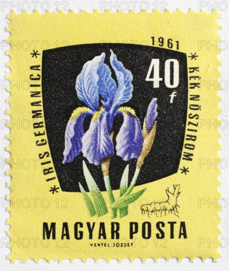 Medicinal plant as stamp motif, Iris Germanica, Hungary