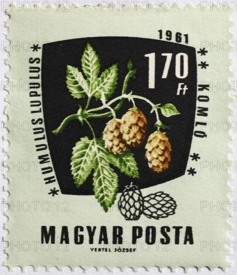 Medicinal plant as stamp motif, Humulus lupulus, hops, Hungary