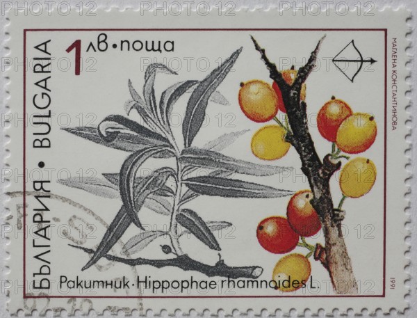 Medicinal plant as stamp motif, Hippophae rhamnoides, sea buckthorn, Bulgaria