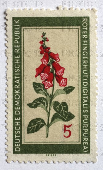 Medicinal plant as stamp motif, red foxglove, digitalis purpurea, GDR