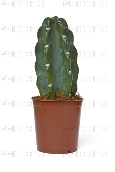 Cereus Jamacaru 'Cuddly Cactus' cactus houseplant without spikes in pot on white background