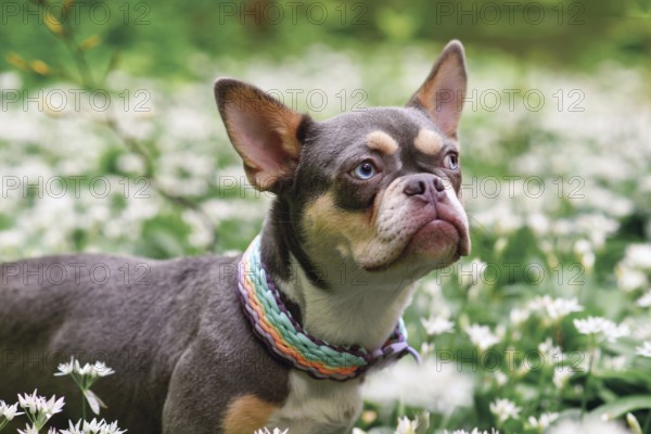 Cute lilac orange tan French Bulldog dog with long healthy nose between white wild garlic flowers in forest
