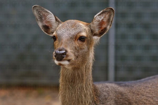 Portrait of young female Cervus nippon Shika deer