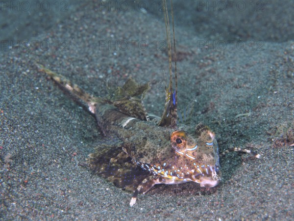 An exotic fish, finger lyrefish, giant lyrefish (Dactylopus dactylopus), lies on a sandy seabed. Puri Jati Dive Site, Umeanyar, Bali, Indonesia