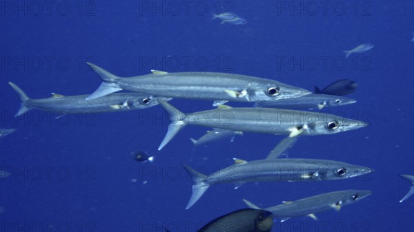 A swarm of slender fish, bigeye barracuda (Sphyraena forsteri), migrates through the blue sea. Toyapakeh Dive Site, Nusa Ceningan, Nusa Penida, Bali, Indonesia