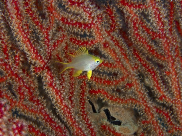 A small golden reefass (Amblyglyphidodon aureus) juvenile stands against a background of thick red coral mesh. Sweet Reef Dive Site, Penyapangan, Bali, Indonesia