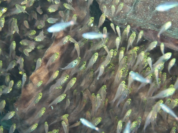 A swarm of small, transparent fish, golden glassfish (Parapriacanthus ransonneti), swims near a rocky structure. Sweet Reef Dive Site, Penyapangan, Bali, Indonesia