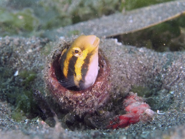 A striped mimicry saber hagefish (Petroscirtes breviceps) peeks out of an empty bottle in the sand, surrounded by marine growth. Secret Bay Dive Site, Gilimanuk, Bali, Indonesia