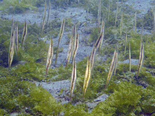 Several fish, striped snipefish, razorfish (Aeoliscus strigatus), stand vertically in a group above green seaweed. Secret Bay Dive Site, Gilimanuk, Bali, Indonesia