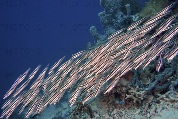A flock of striped triplet (Helcogramma striata) swims close together in blue water on coral reefs. Coral Garden Dive Site, Menjangan, Bali, Indonesia