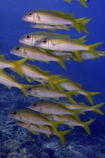 A swarm of yellow fish, yellowtail mullet (Mulloidichthys vanicolensis), swims in formation through the deep ocean. Toyapakeh Dive Site, Nusa Ceningan, Nusa Penida, Bali, Indonesia