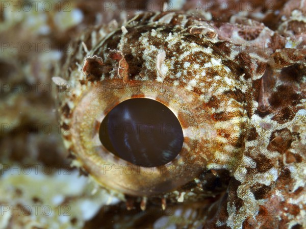 Close-up of an eye of a fringed dragon head (Scorpaenopsis oxycephalus) shows fine textures and details in the underwater world. Prapat Dive Site, Penyapangan, Bali, Indonesia