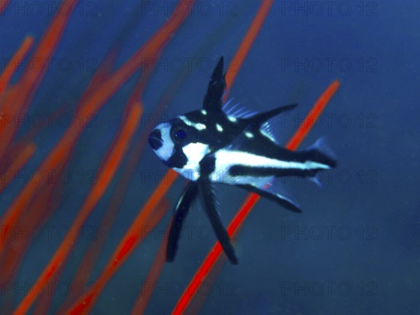A black and white fish, yellow-eyed snapper (Macolor macularis) juvenile, swims in front of red corals, which create strong contrasts. Prapat Dive Site, Penyapangan, Bali, Indonesia