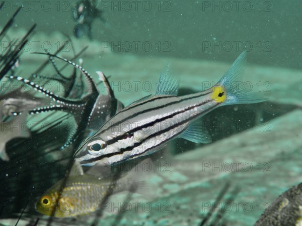 A striped fish, five-lineage cardinalfish (Cheilodipterus quinquelineatus), swims in clear water surrounded by other marine life. Secret Bay Dive Site, Gilimanuk, Bali, Indonesia