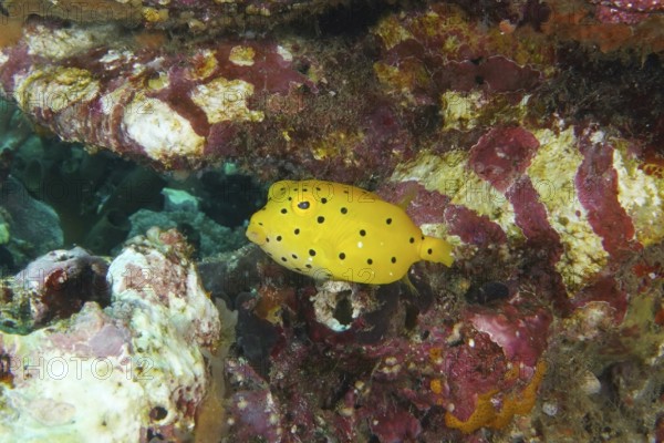 A yellow fish with black spots, yellow-brown boxfish (Ostracion cubicus) juvenile, against a colorful background. SD Dive Site, Nusa Ceningan, Nusa Penida, Bali, Indonesia