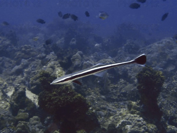 A striped ship owner (Echeneis naucrates) swims over corals in a blue tropical sea. Twin Reef Dive Site, Penyapangan, Bali, Indonesia