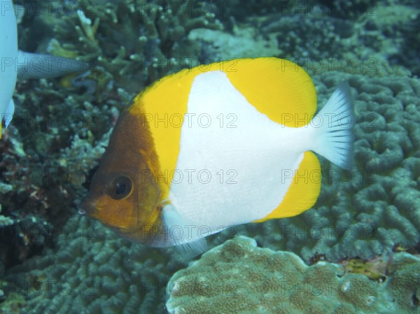 A yellow pyramidal butterflyfish (Hemitaurichthys polylepis) shows its yellow-white colors on the coral reef. Toyapakeh Dive Site, Nusa Ceningan, Nusa Penida, Bali, Indonesia