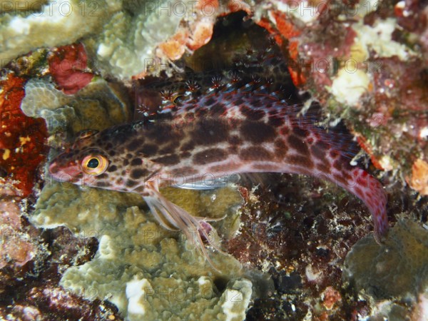 A spotted coral guard (Cirrhitichthys oxycephalus), cleverly hides among the corals. SD Dive Site, Nusa Ceningan, Nusa Penida, Bali, Indonesia
