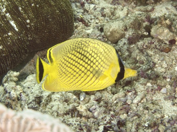 A yellow large scale butterflyfish (Chaetodon rafflesii) swims above corals on the ground. Spice Reef Dive Site, Penyapangan, Bali, Indonesia