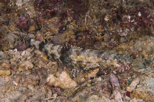 A well-camouflaged graziler lizardfish (Saurida gracilis) lies on rocky ground. SD Dive Site, Nusa Ceningan, Nusa Penida, Bali, Indonesia