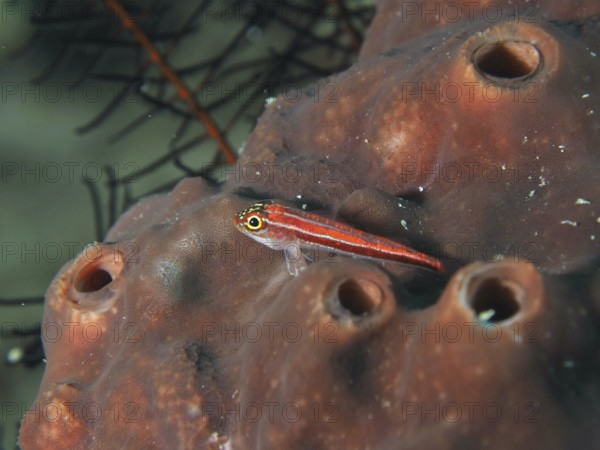 Small red fish, striped triplet (Helcogramma striata), lies on a sea sponge on the ocean floor. Sweet Reef Dive Site, Penyapangan, Bali, Indonesia