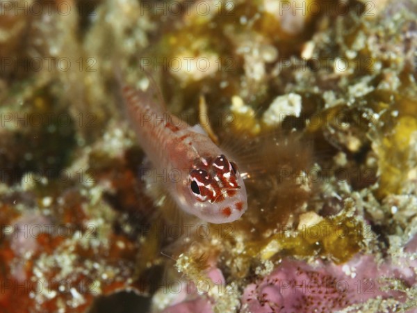 A small red patterned fish, hairfin dwarf gown (Eviota prasites), on colorful coral soil. Spice Reef Dive Site, Penyapangan, Bali, Indonesia