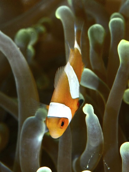 A false clownfish (Amphiprion ocellaris) swims elegantly through the tentacles of a sea anemone in the reef. Spice Reef Dive Site, Penyapangan, Bali, Indonesia