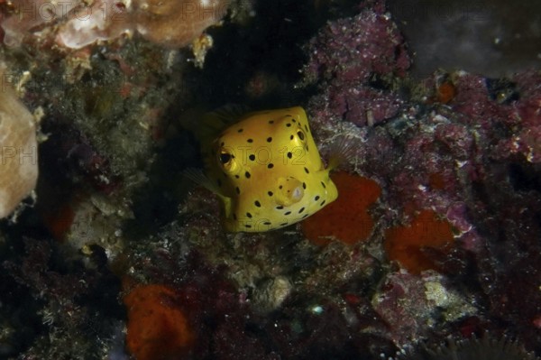 A yellow boxfish with black spots, yellow-brown boxfish (Ostracion cubicus) juvenile, swims among the corals. SD Dive Site, Nusa Ceningan, Nusa Penida, Bali, Indonesia