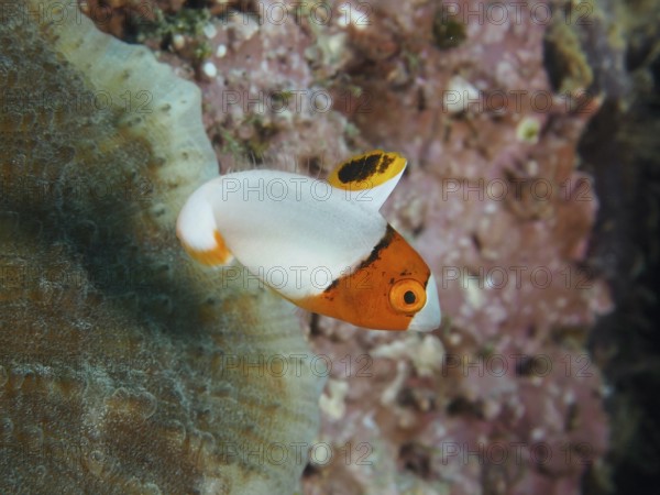 Small orange and white fish, spotted parrotfish (Cetoscarus ocellatus) juvenile, swims in the sea near coral. Twin Reef Dive Site, Penyapangan, Bali, Indonesia