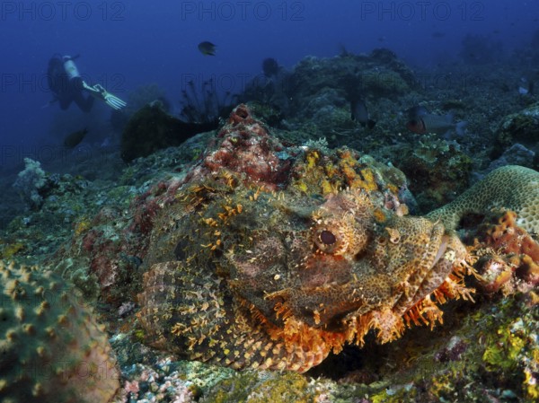 A fringed dragon head (Scorpaenopsis oxycephalus) merges with the environment on a coral reef, while a diver appears in the background. Close Encounters dive site, Permuteran, Bali, Indonesia