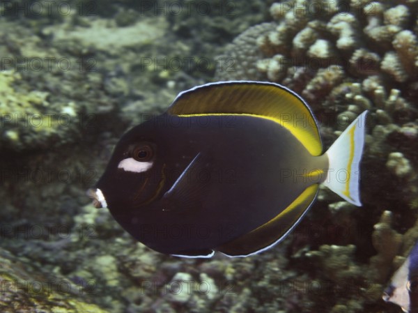 A colorful gold-rimmed doctorfish (Acanthurus nigricans) swims in the coral reef. SD Dive Site, Nusa Ceningan, Nusa Penida, Bali, Indonesia